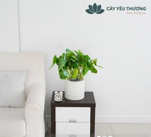 Cây Philodendron Burle Marx - Để kệ tivi,kệ sách,kệ trang trí,Kệ để cạnh sofa,bàn lớn