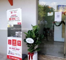 Cây tặng khai trương cửa hàng - Cây bàng singapore