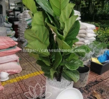 Cây Tặng Khai Trương, Tân Gia, Cây Phong Thuỷ Thu Hút Tài Lộc May Mắn - cây bàng singapore