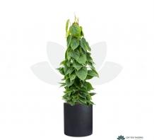 CÂY TRẦU BÀ LEO CỘT - Philodendron grand brasil