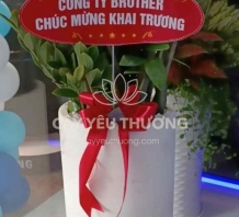 Chậu cây làm quà tặng cửa hàng ý nghĩa - Kim tiền