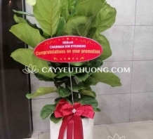 Chậu cây làm quà tặng giá rẻ,đẹp - Bàng singapore
