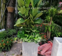 Chậu cây quà mừng tân gia - Cây bàng singapore