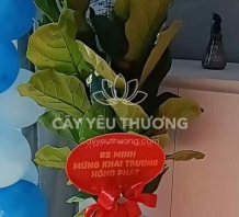 Đặt cây,hoa chúc mừng khai trương - bàng singapore