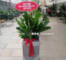 Kim tiền cây mừng Khai Trương Quán Cafe Đẹp Sang Trọng