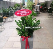 Kim tiền cây mừng Khai Trương Quán Cafe Đẹp Sang Trọng