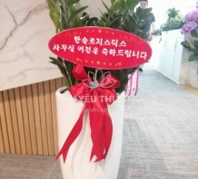 Kim tiền - chậu cây quà tặng Hàn Quốc tphcm