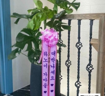 Monstera - chậu cây quà tặng Hàn Quốc tphcm