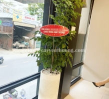 Shop bán cây hạnh phúc đẹp giá rẻ tại TPHCM