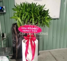 Trúc bách hợp - chậu cây quà tặng Hàn Quốc tphcm